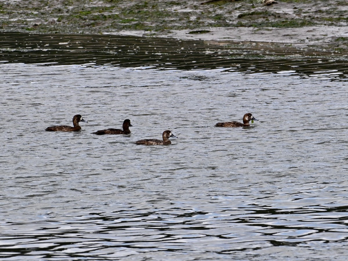 Greater Scaup - Laurence Habenicht