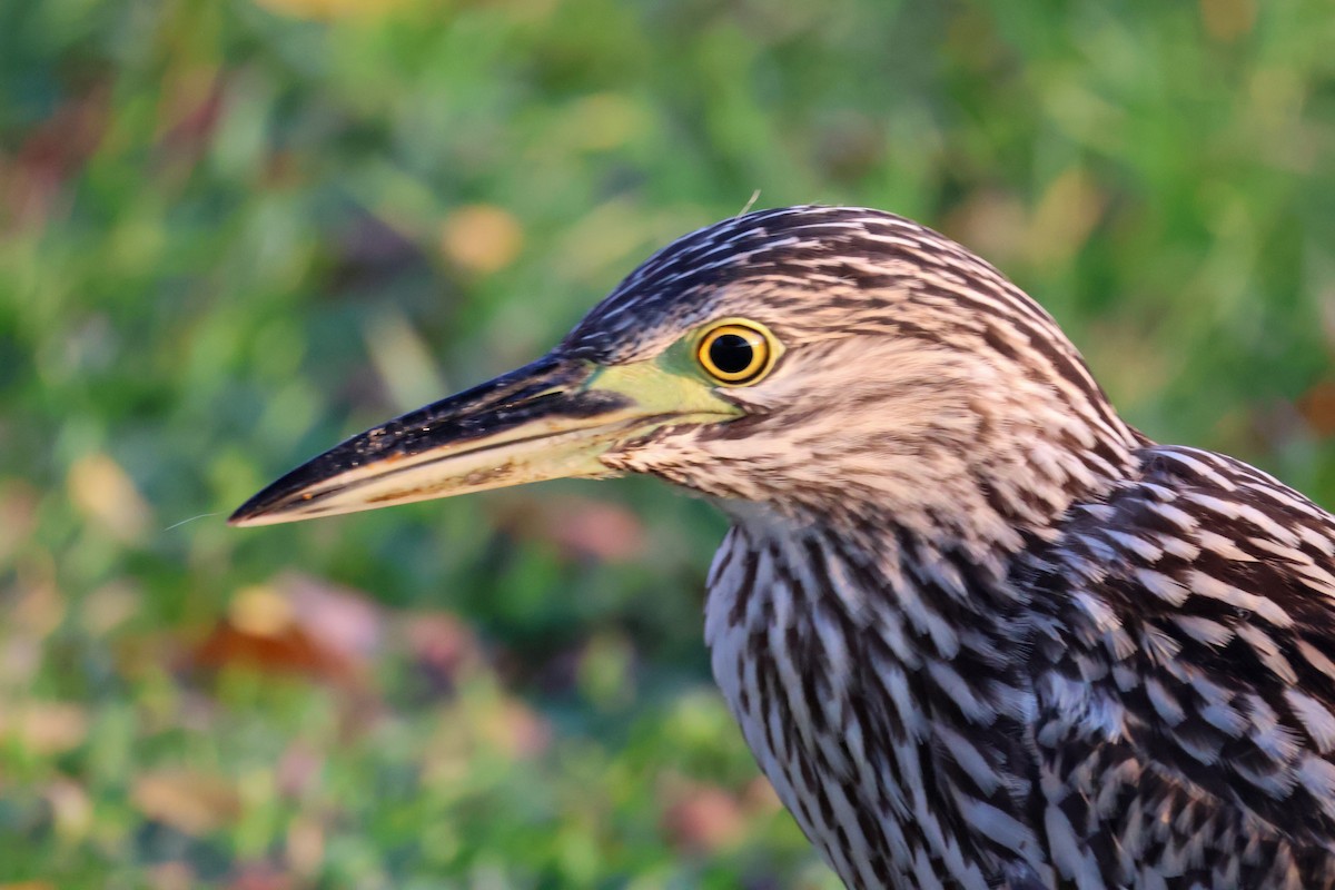 Nankeen Night Heron - ML620440347