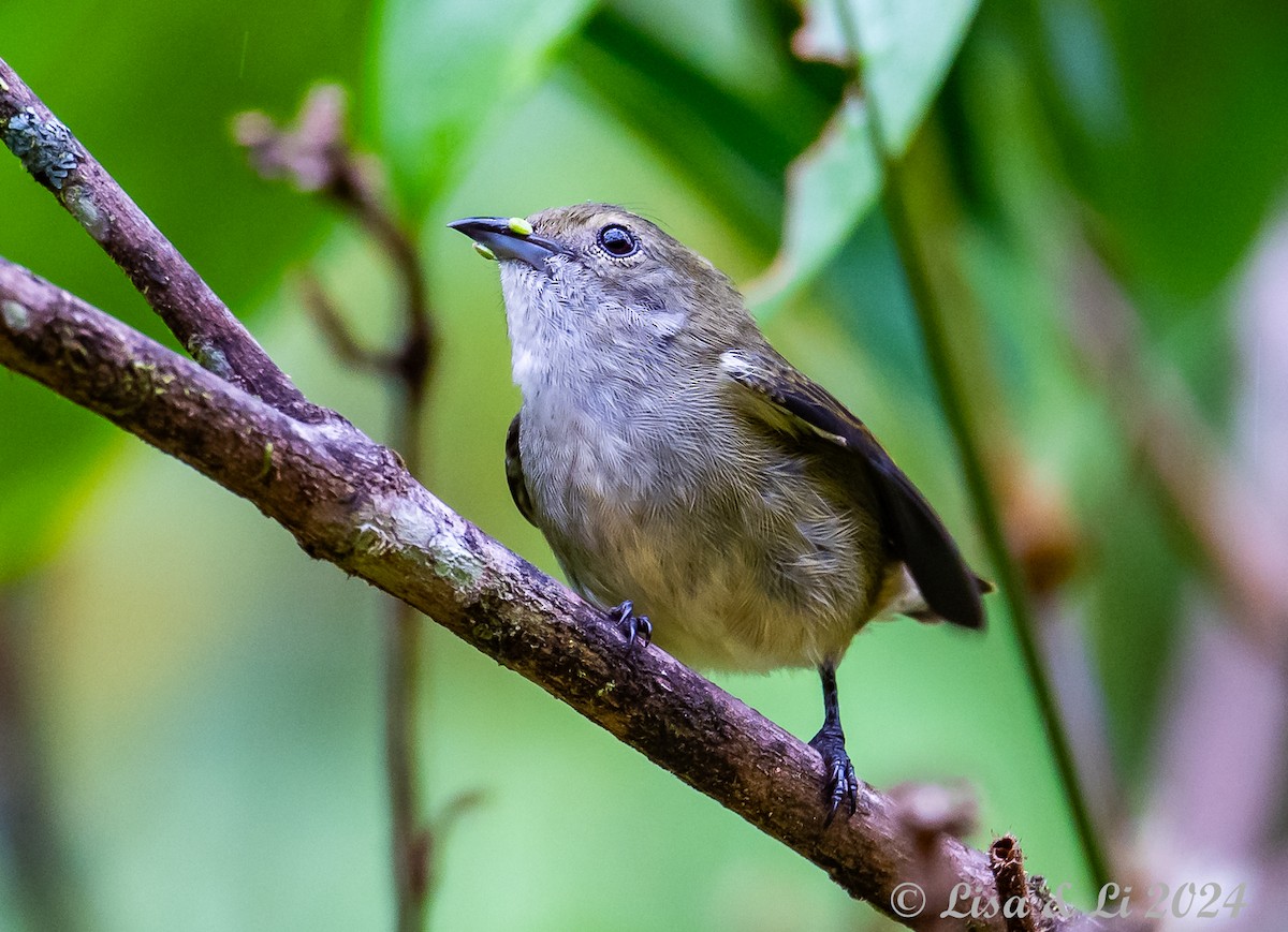 Plain Flowerpecker - ML620440349