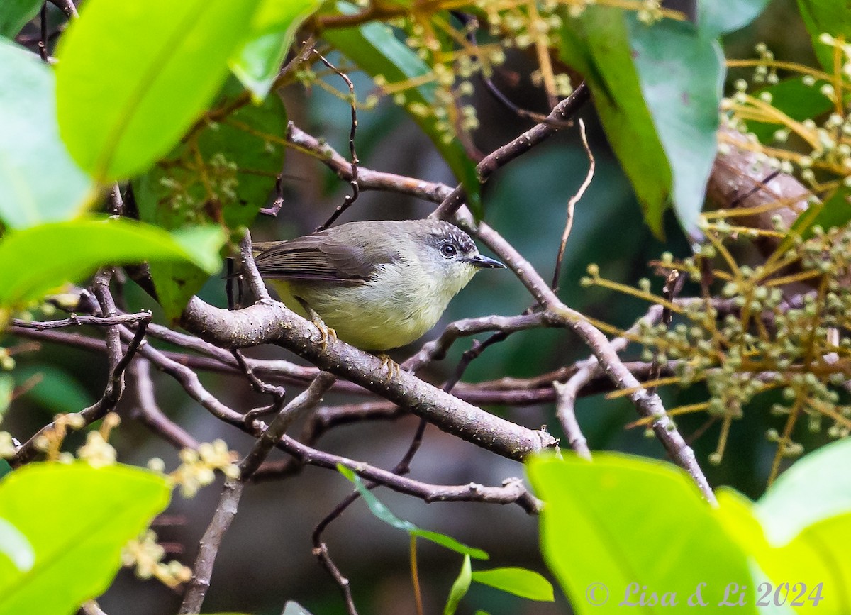 Pygmy White-eye - ML620440356