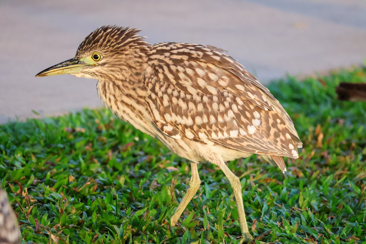 Nankeen Night Heron - Sonia Boughton