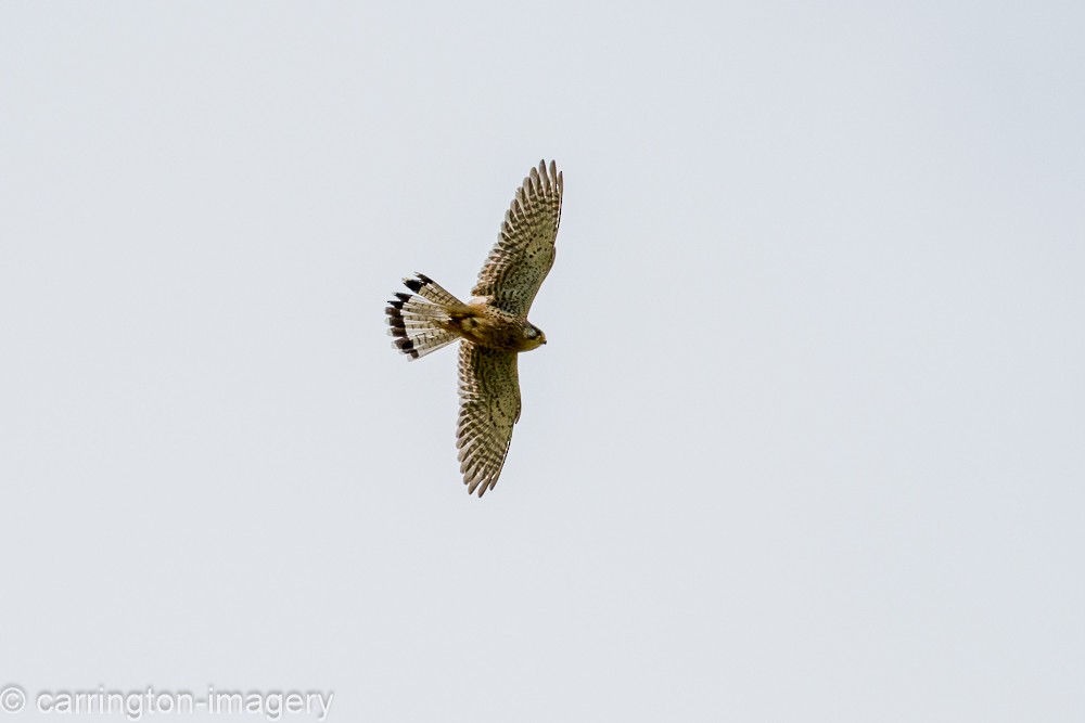 Eurasian Kestrel - ML620440364