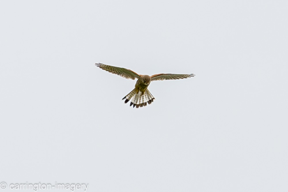 Eurasian Kestrel - ML620440365