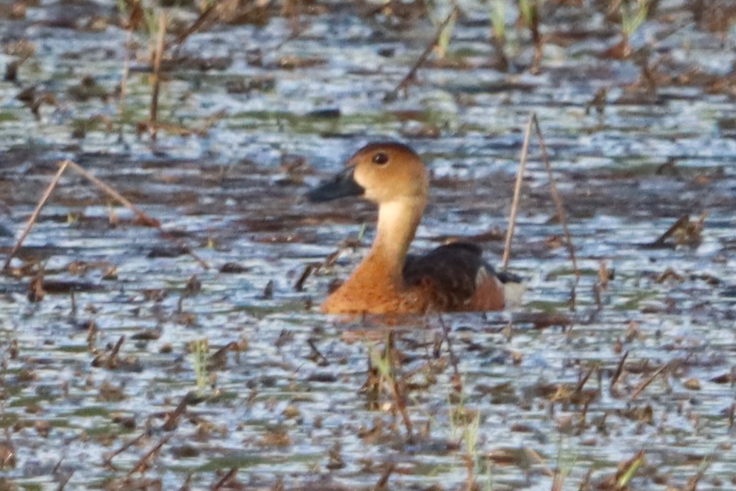 Wandering Whistling-Duck - ML620440366