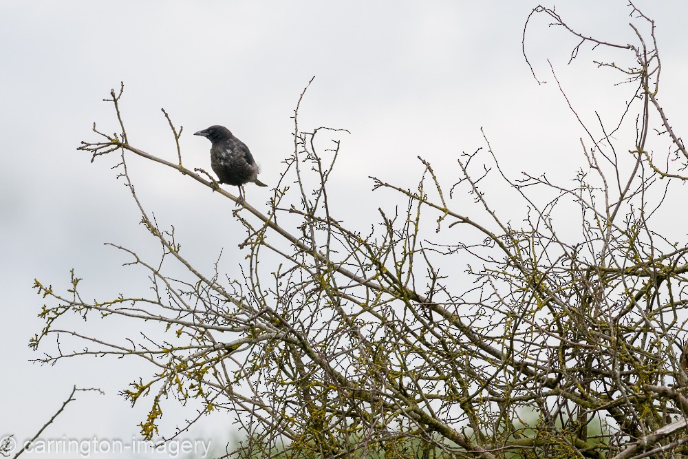 Carrion Crow - ML620440368