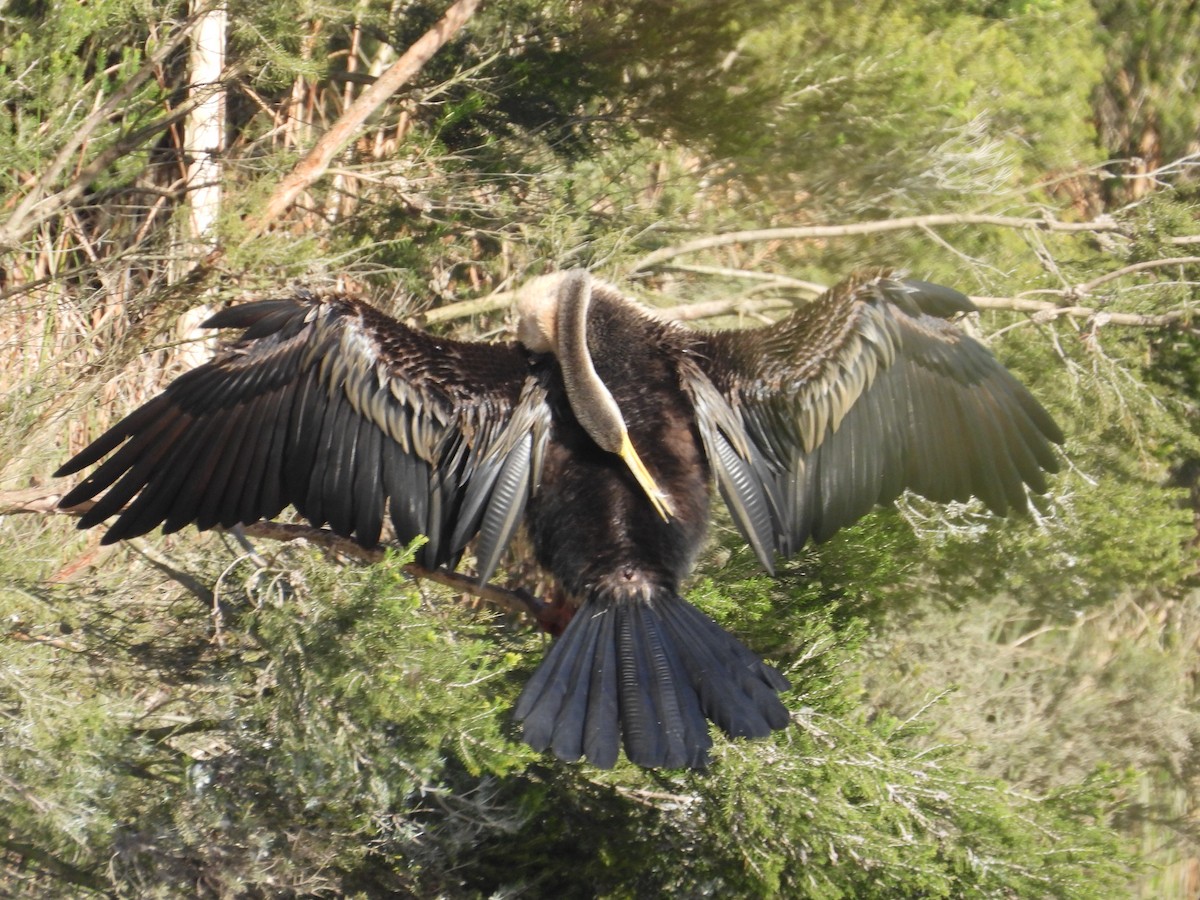 Austral-Schlangenhalsvogel - ML620440370