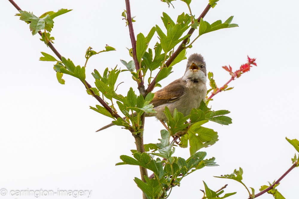 Greater Whitethroat - ML620440372