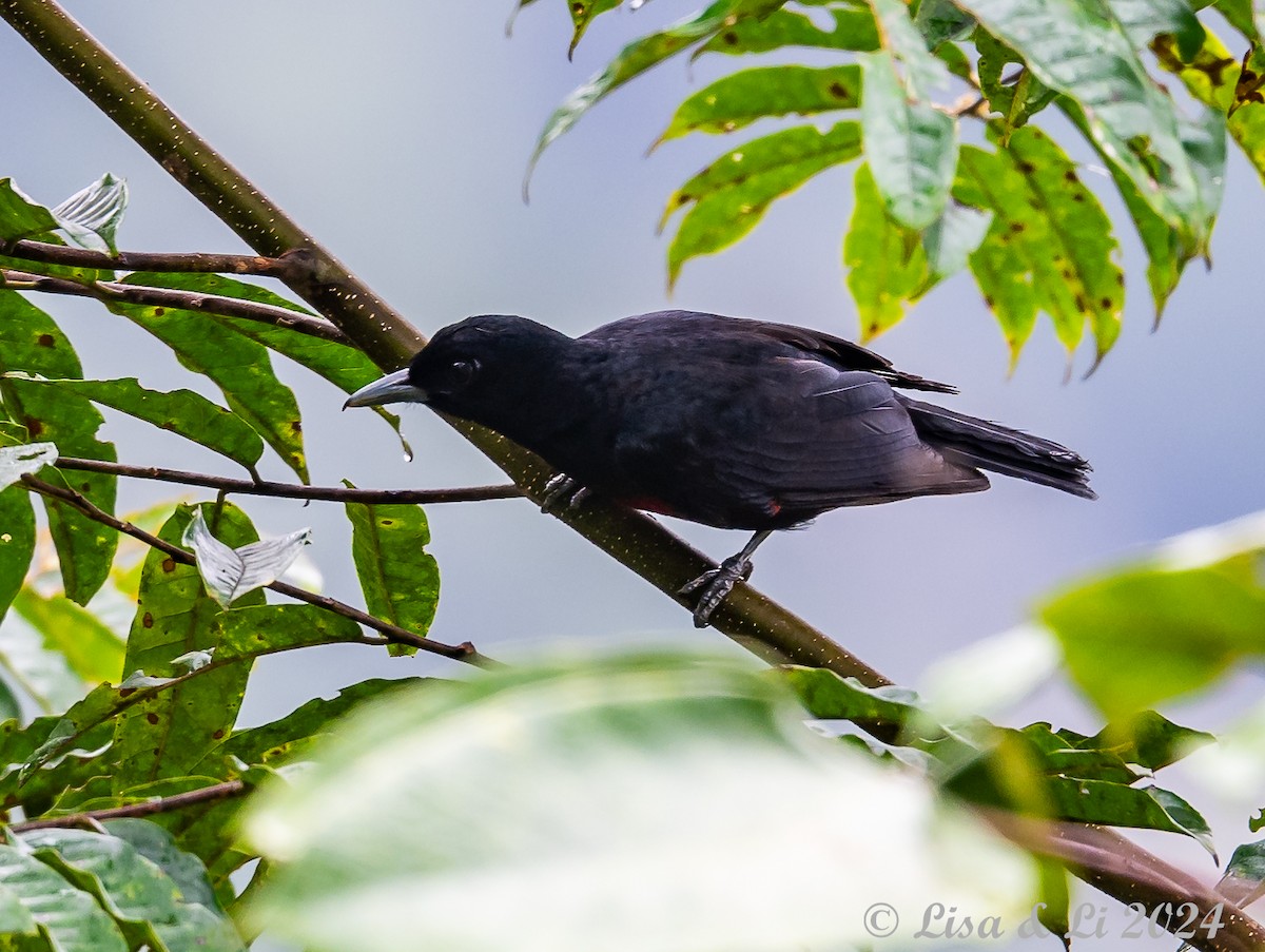 Black-and-crimson Oriole - ML620440373