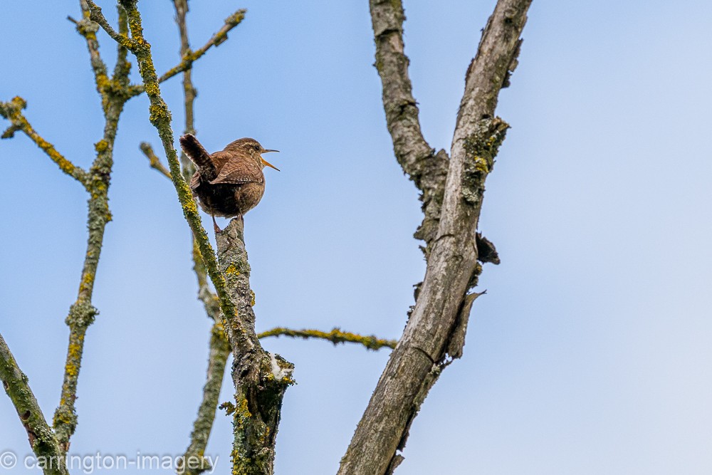 Eurasian Wren - ML620440374