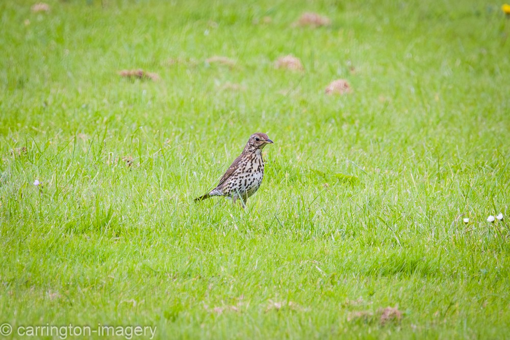 Mistle Thrush - ML620440377