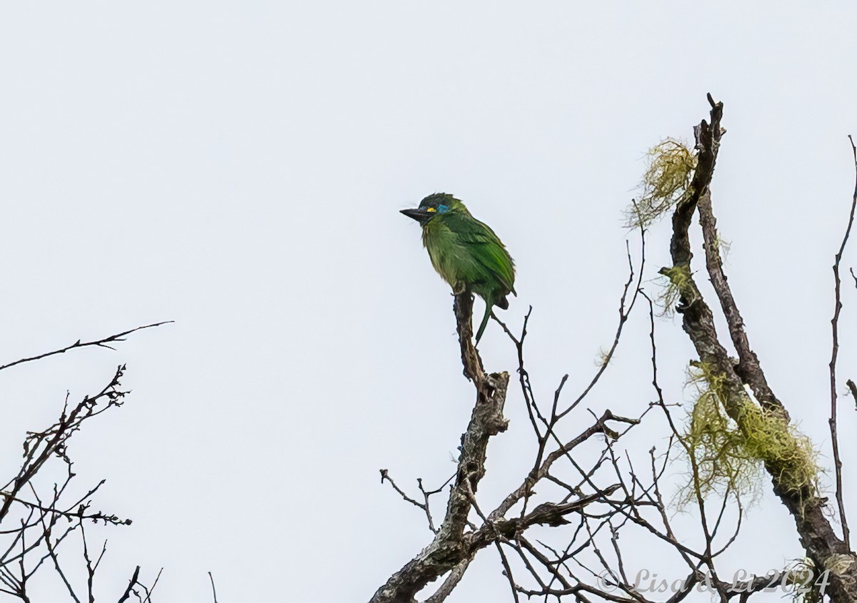 Bornean Barbet - ML620440380