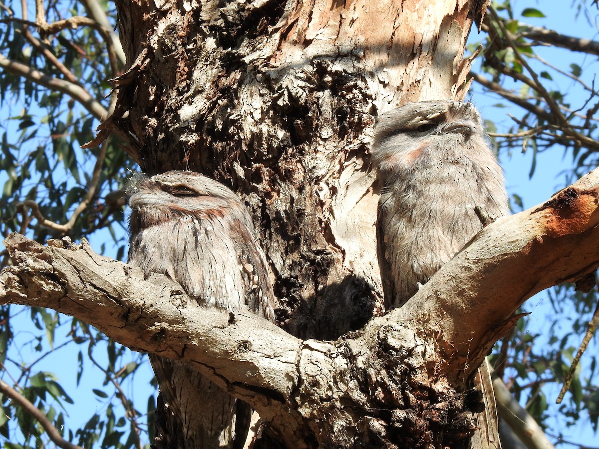 Tawny Frogmouth - ML620440381