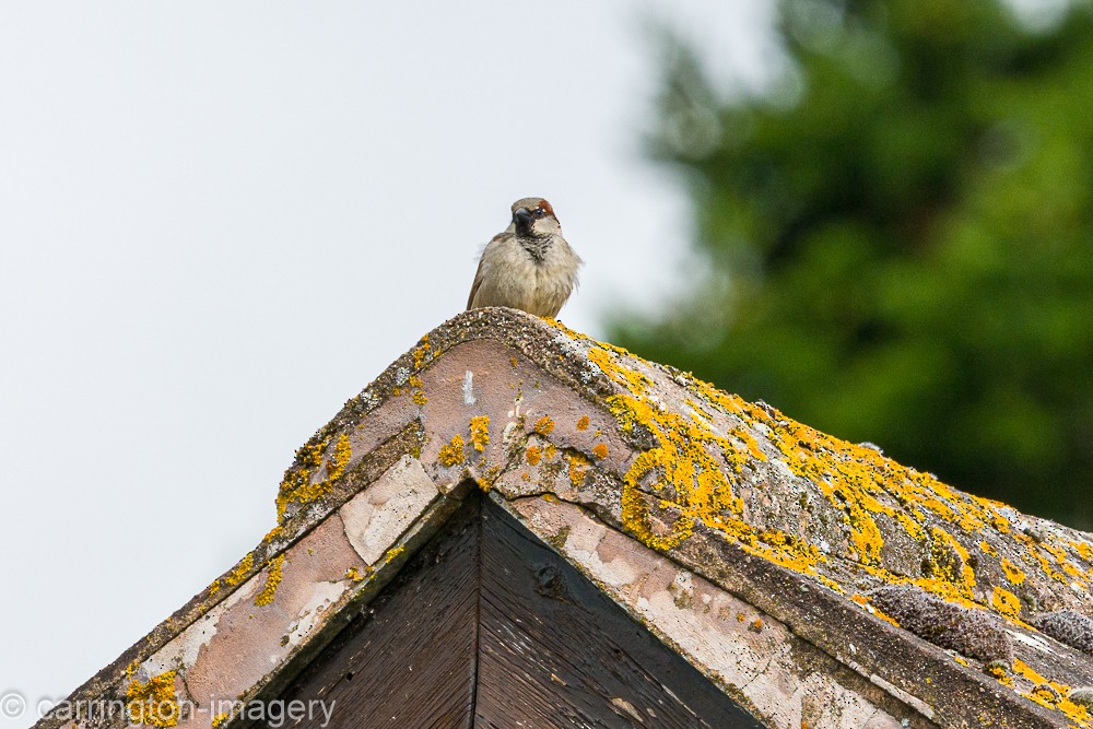 House Sparrow - ML620440383