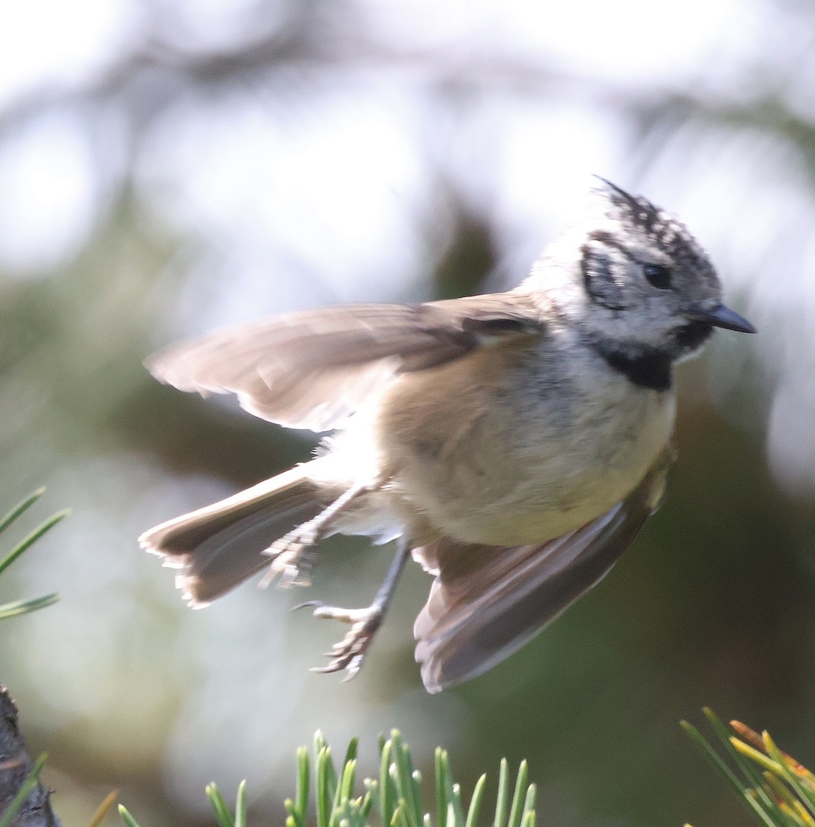 Crested Tit - ML620440384