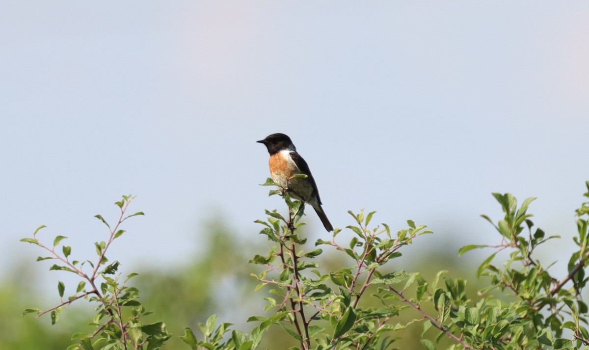 European Stonechat - Dean Veselinovich