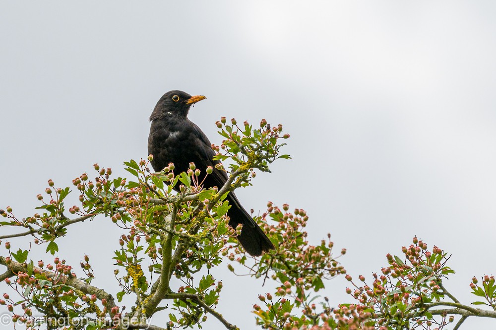 Eurasian Blackbird - ML620440389