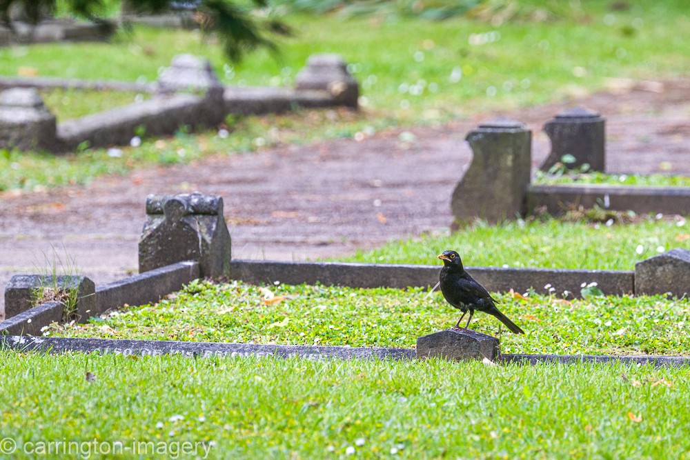 Eurasian Blackbird - ML620440390