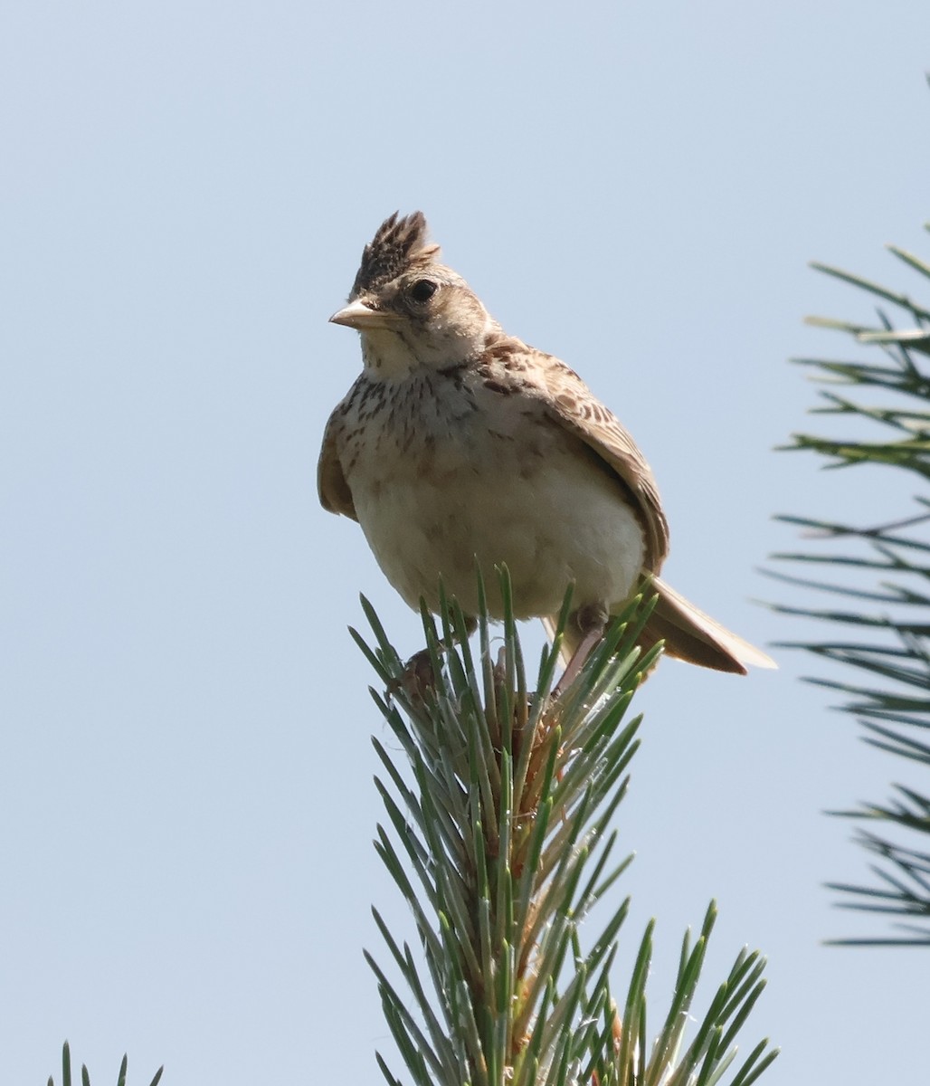 Eurasian Skylark - ML620440391