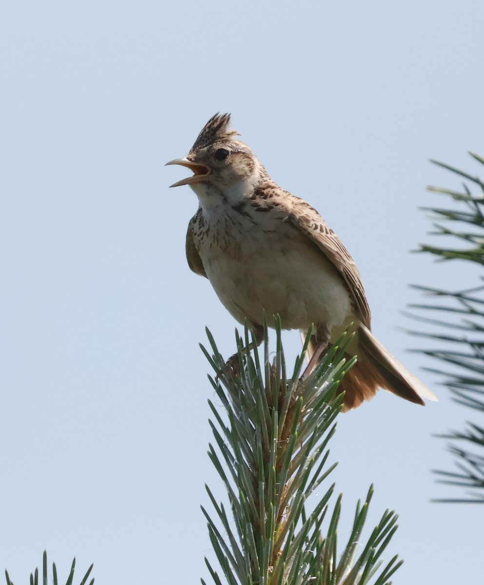 Eurasian Skylark - Mileta Čeković