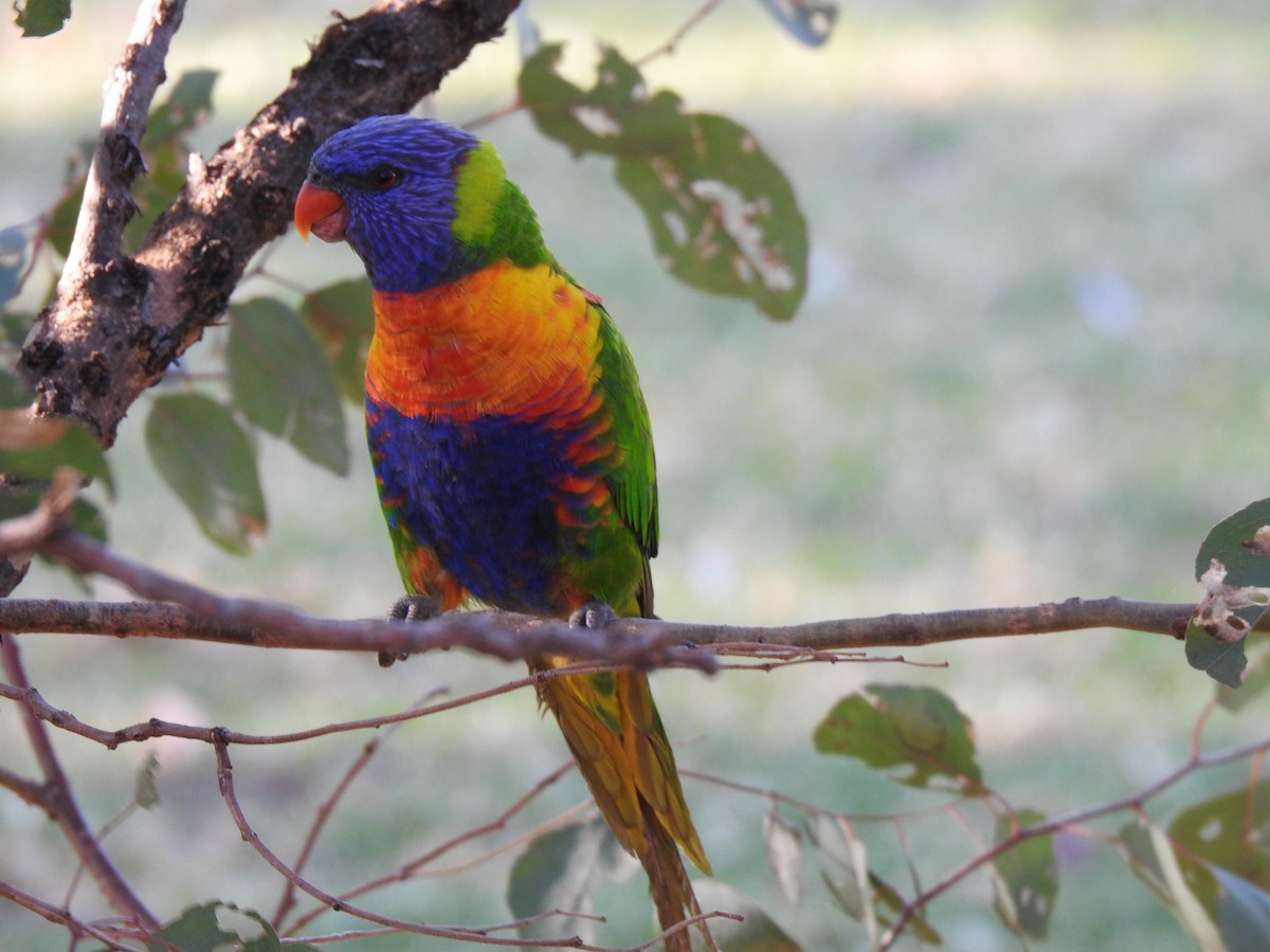 Rainbow Lorikeet - ML620440396