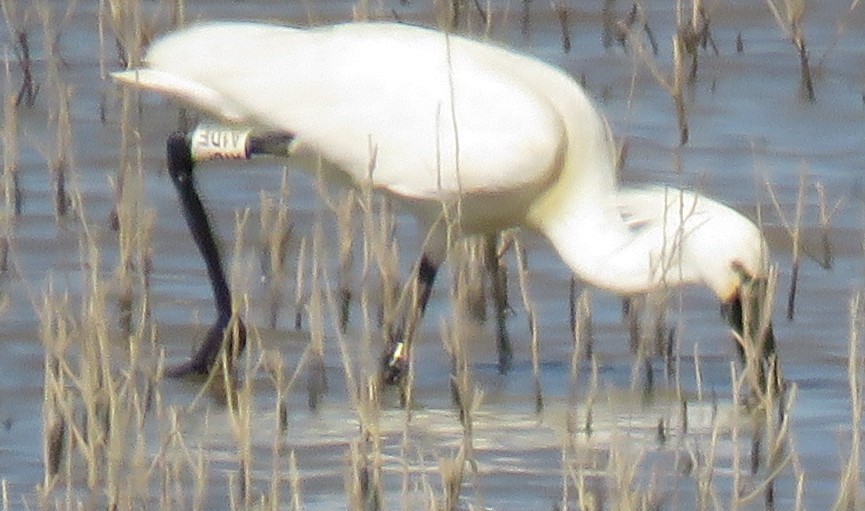 Eurasian Spoonbill - ML620440403