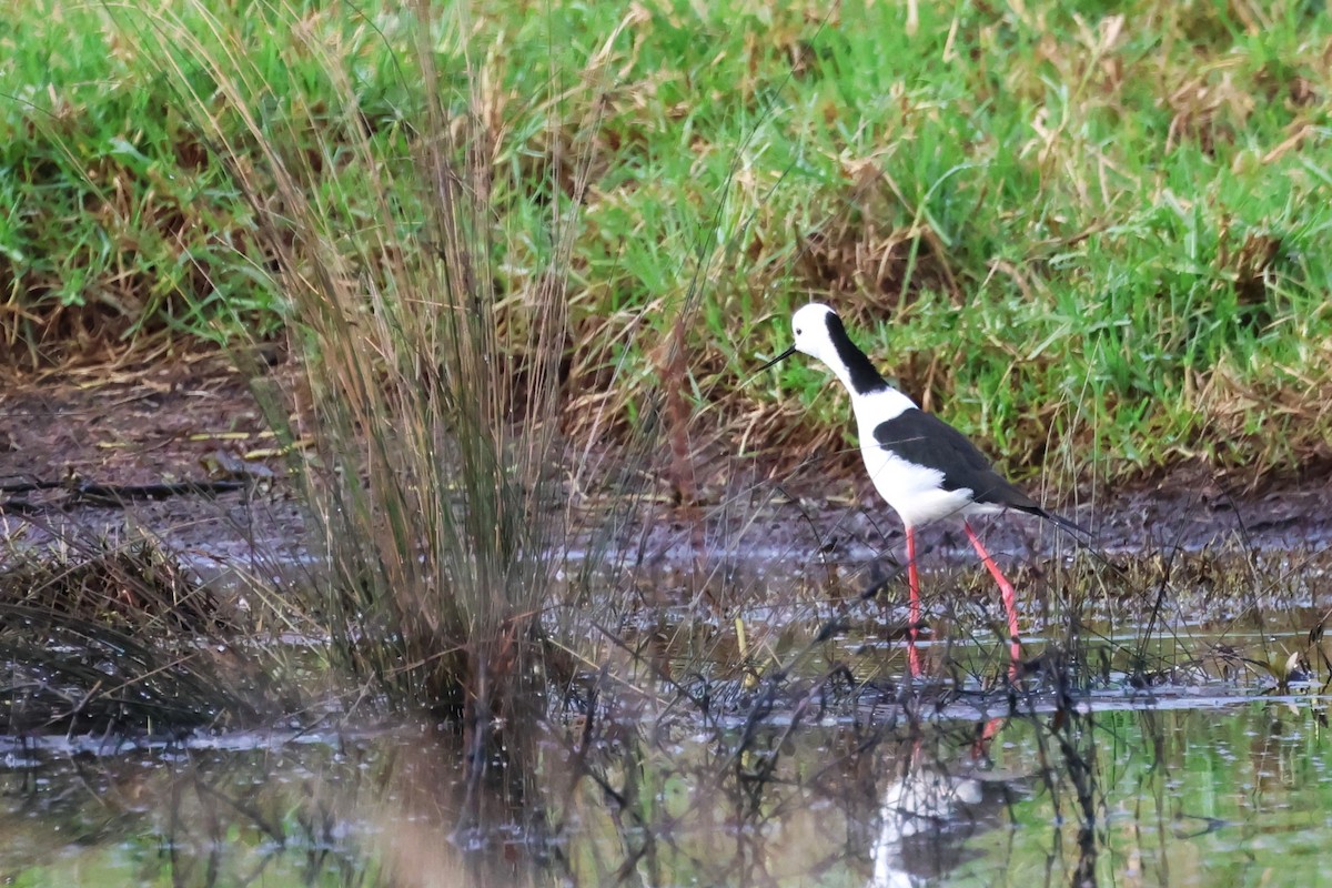 Pied Stilt - ML620440404