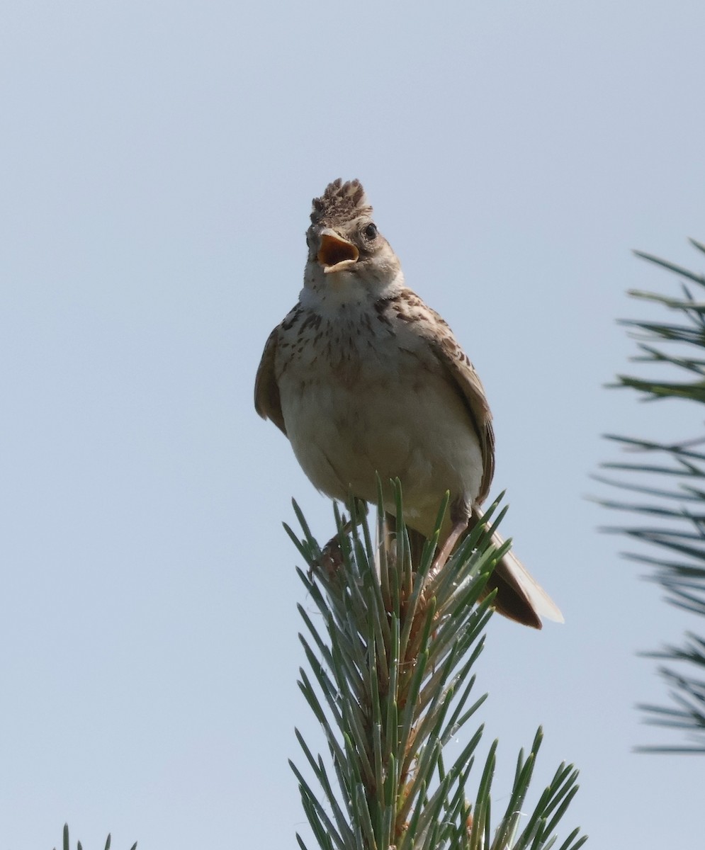 Eurasian Skylark - ML620440405