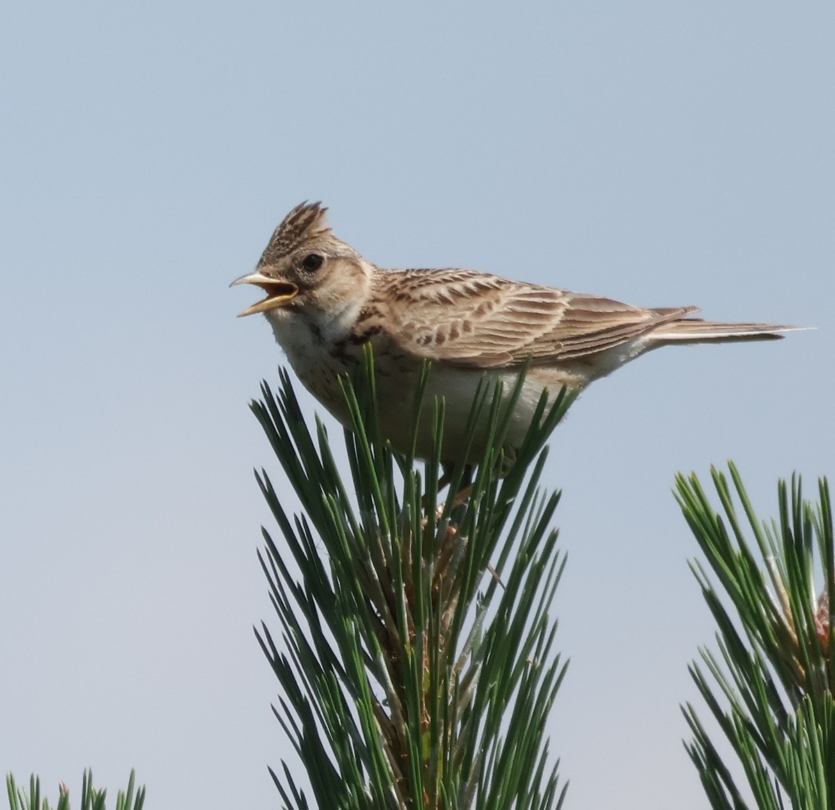 Eurasian Skylark - ML620440408