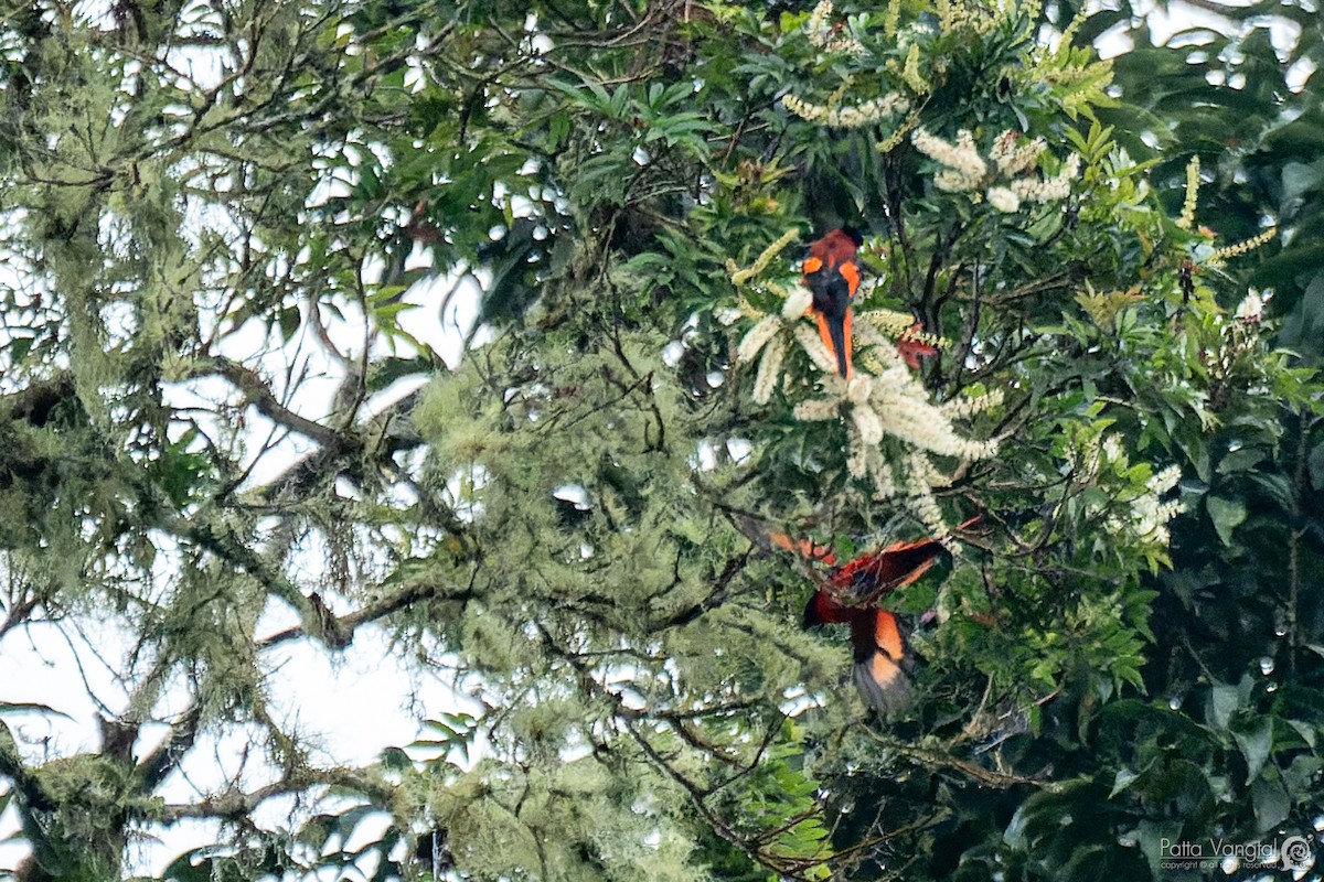 Minivet de la Sonda - ML620440410