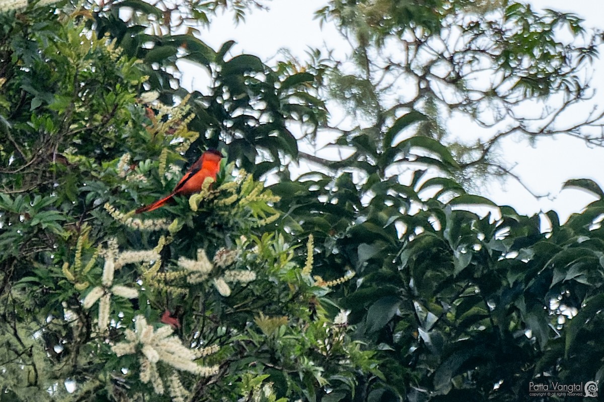 Minivet vermillon - ML620440411