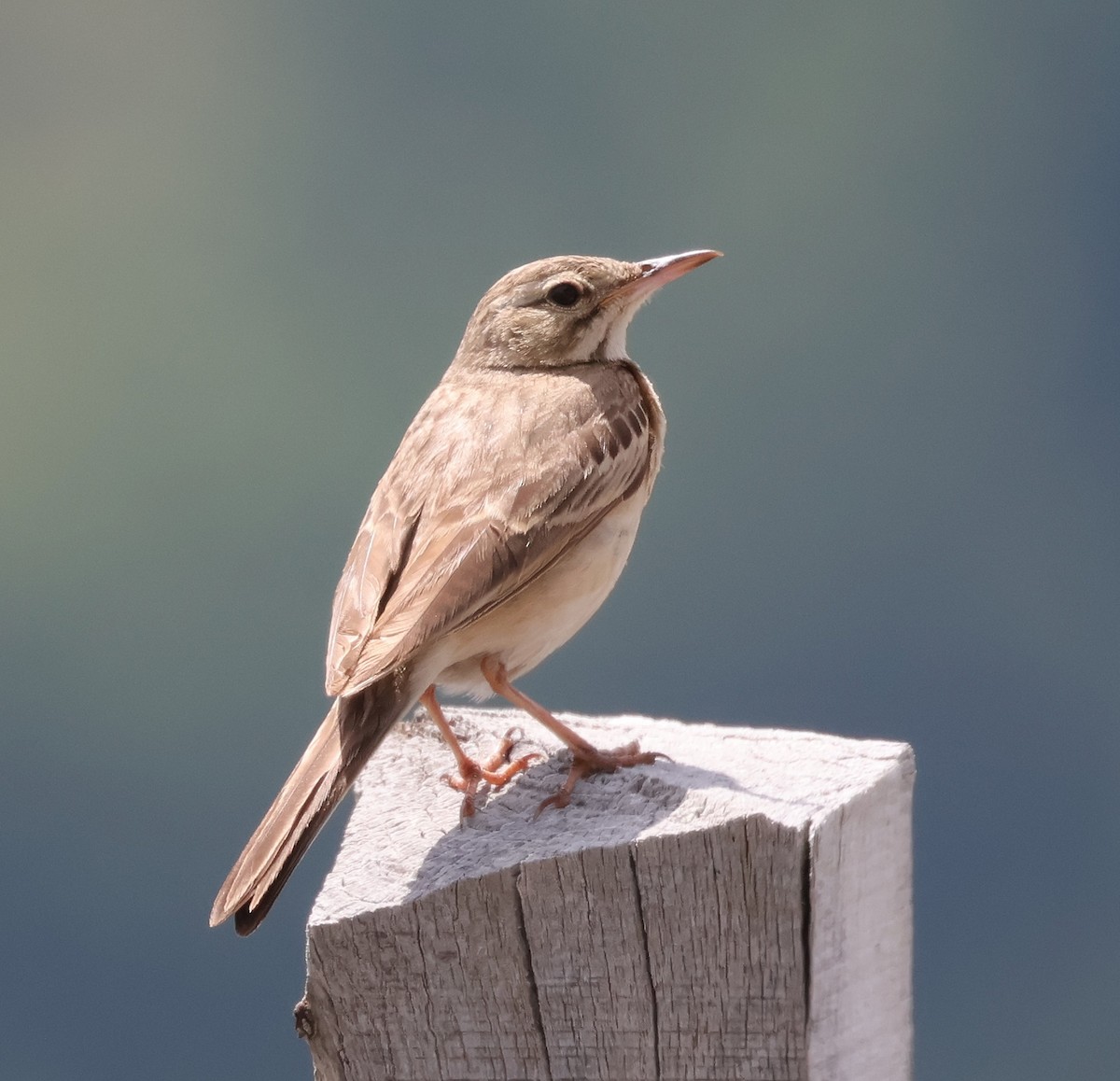 Tawny Pipit - ML620440415