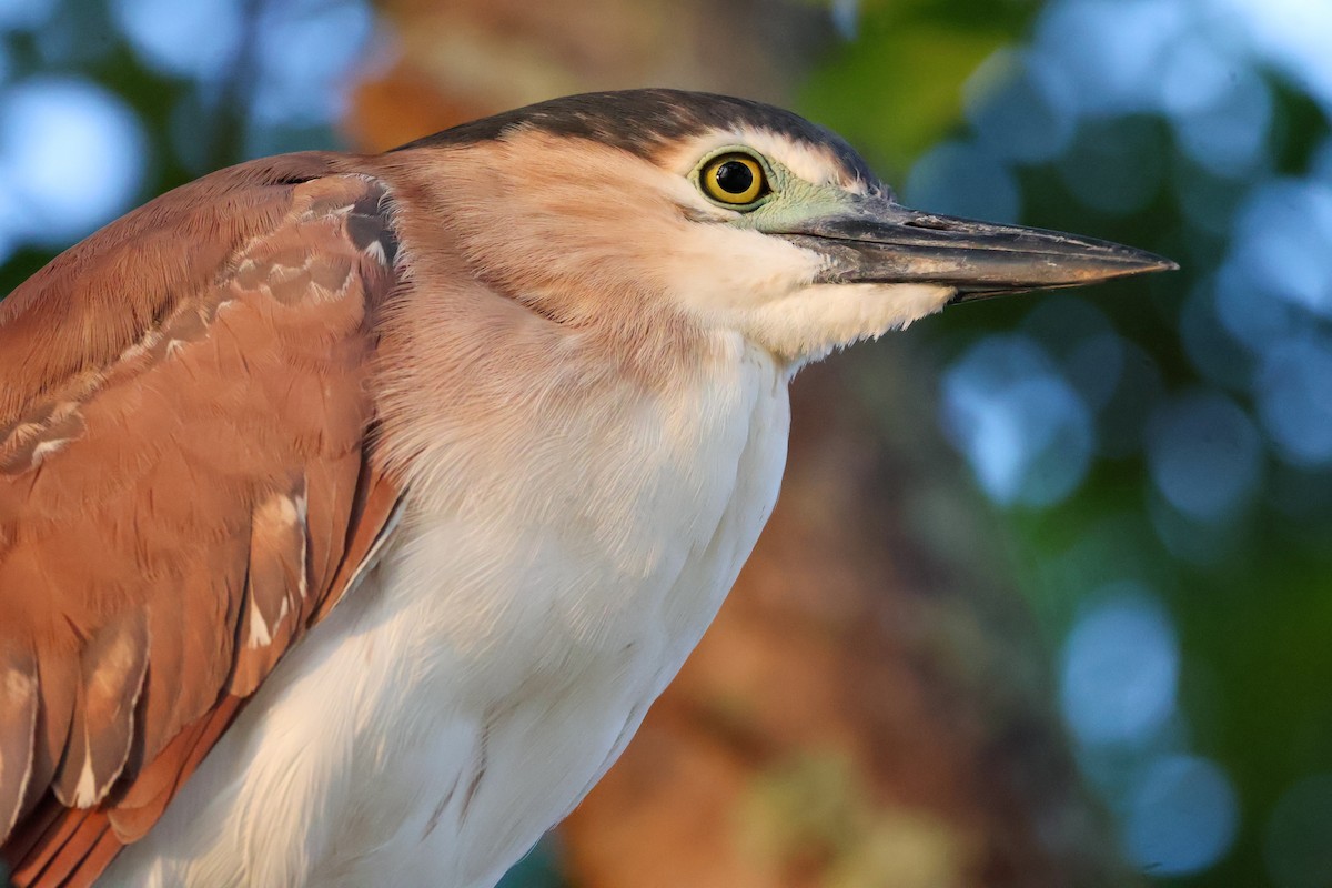 Striated Heron - ML620440417