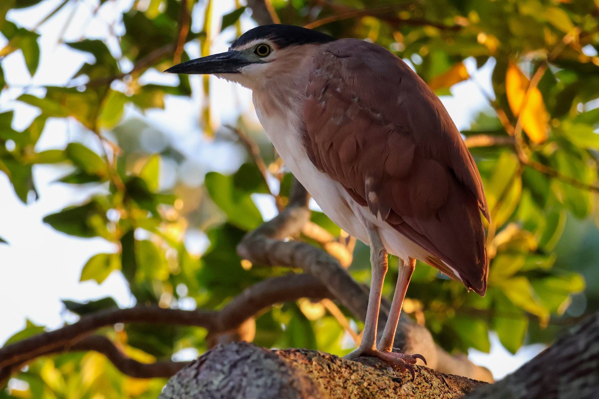 Nankeen Night Heron - ML620440419