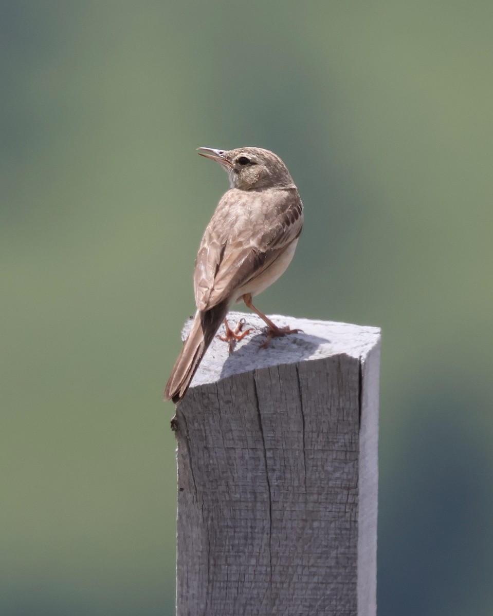 Tawny Pipit - ML620440420