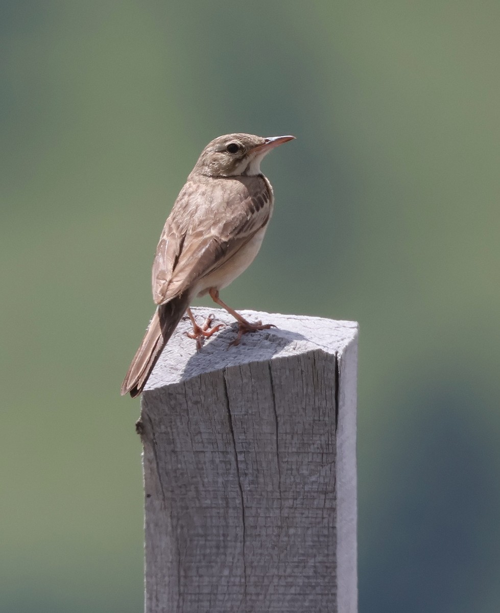 Bisbita Campestre - ML620440425