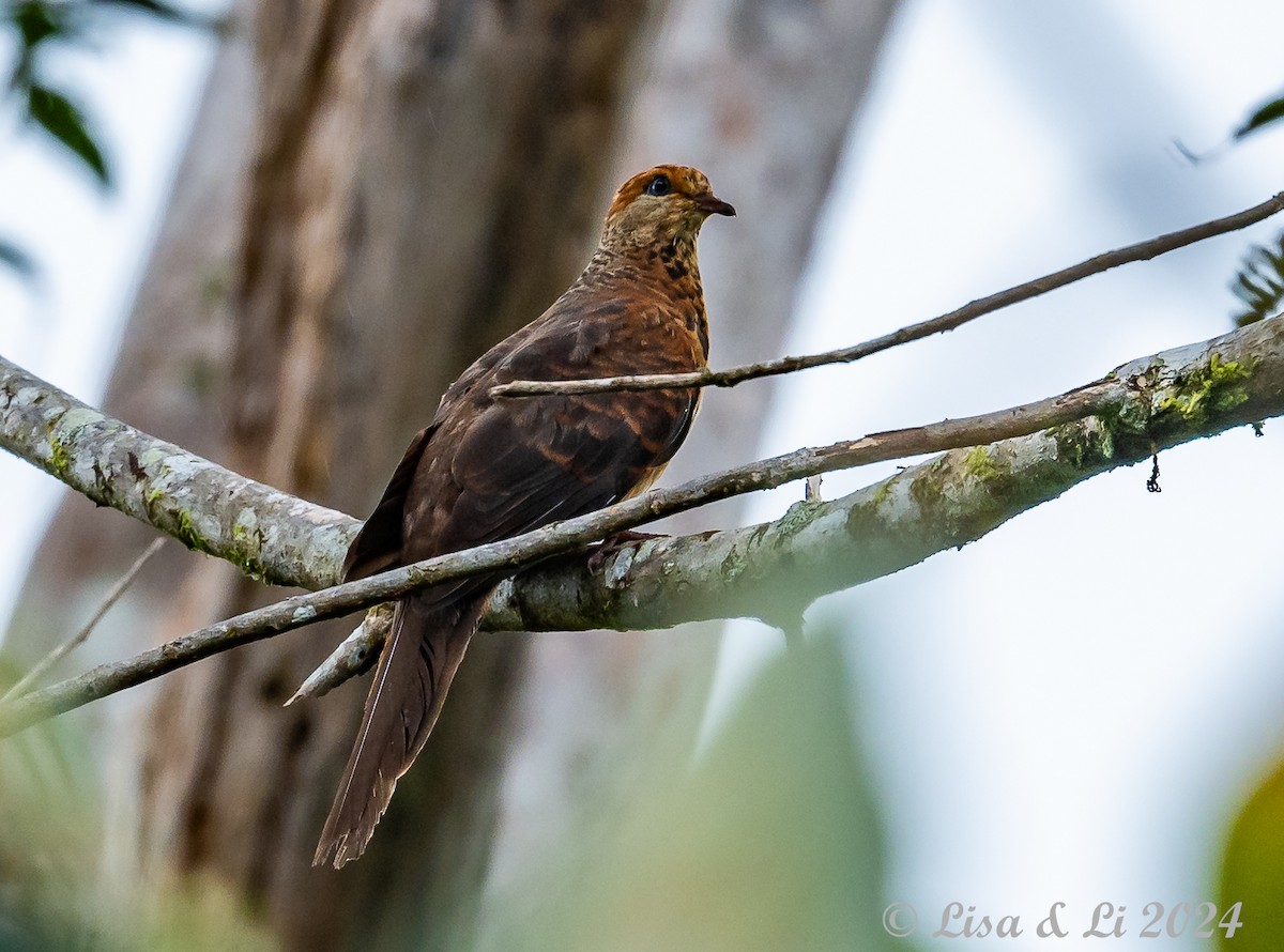 Little Cuckoo-Dove - ML620440426