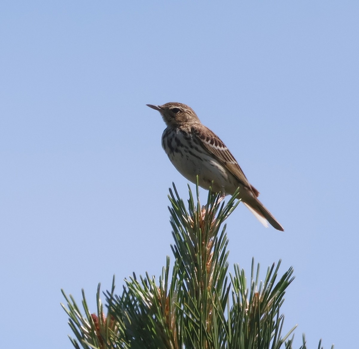 Tree Pipit - ML620440427