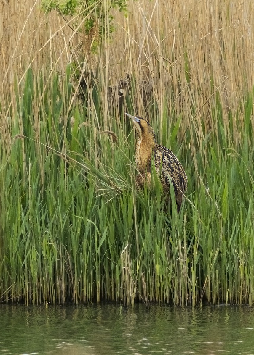 Great Bittern - ML620440429