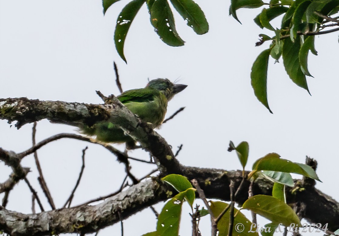 Borneobartvogel - ML620440430