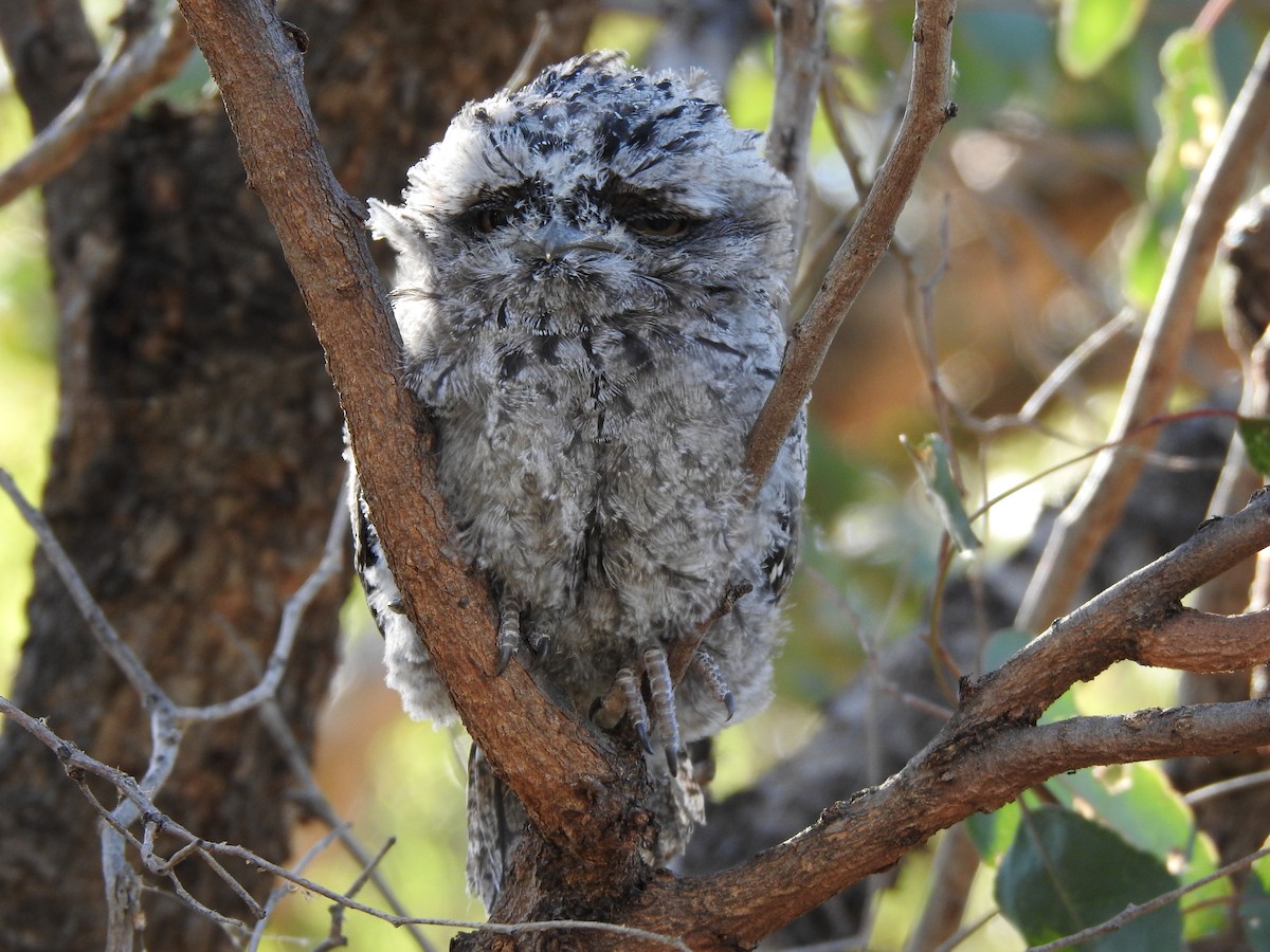 Tawny Frogmouth - ML620440431