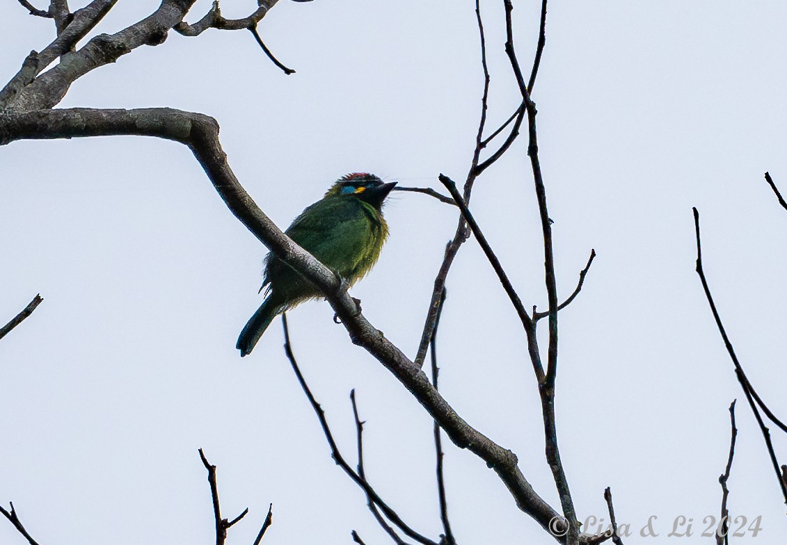 Bornean Barbet - ML620440432