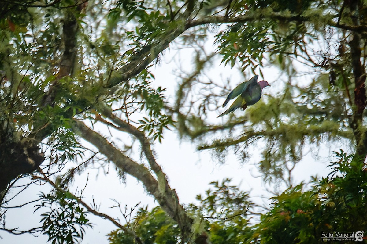 Pink-headed Fruit-Dove - ML620440433