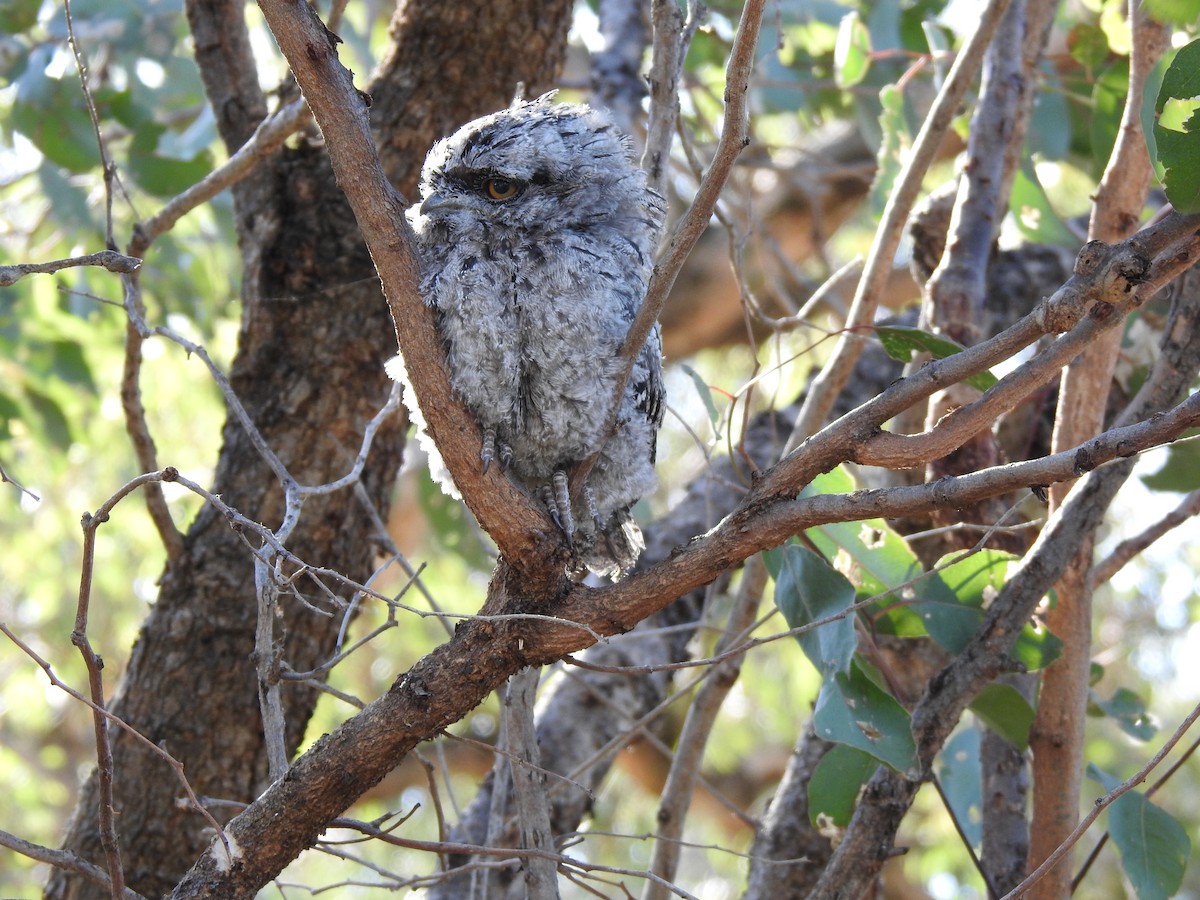 Tawny Frogmouth - ML620440434