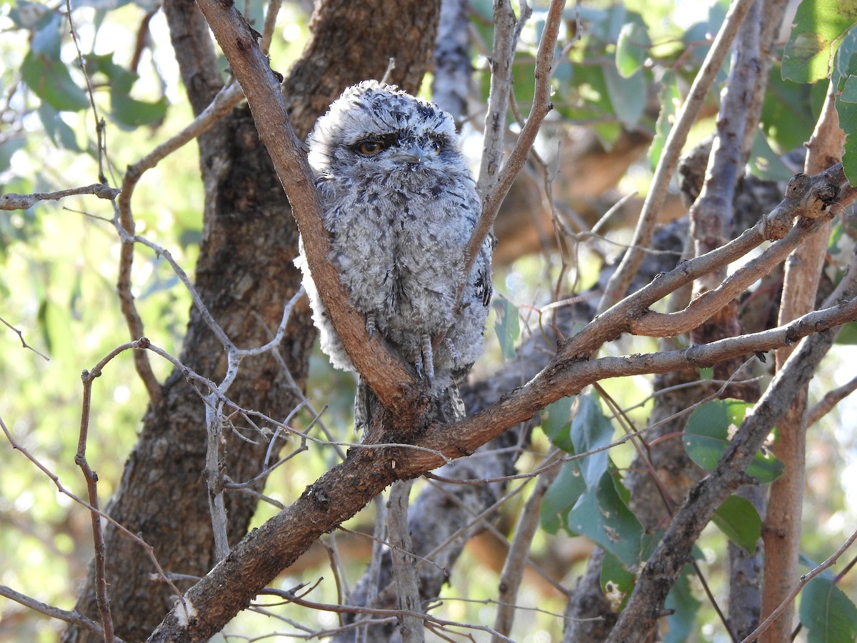 Tawny Frogmouth - ML620440436