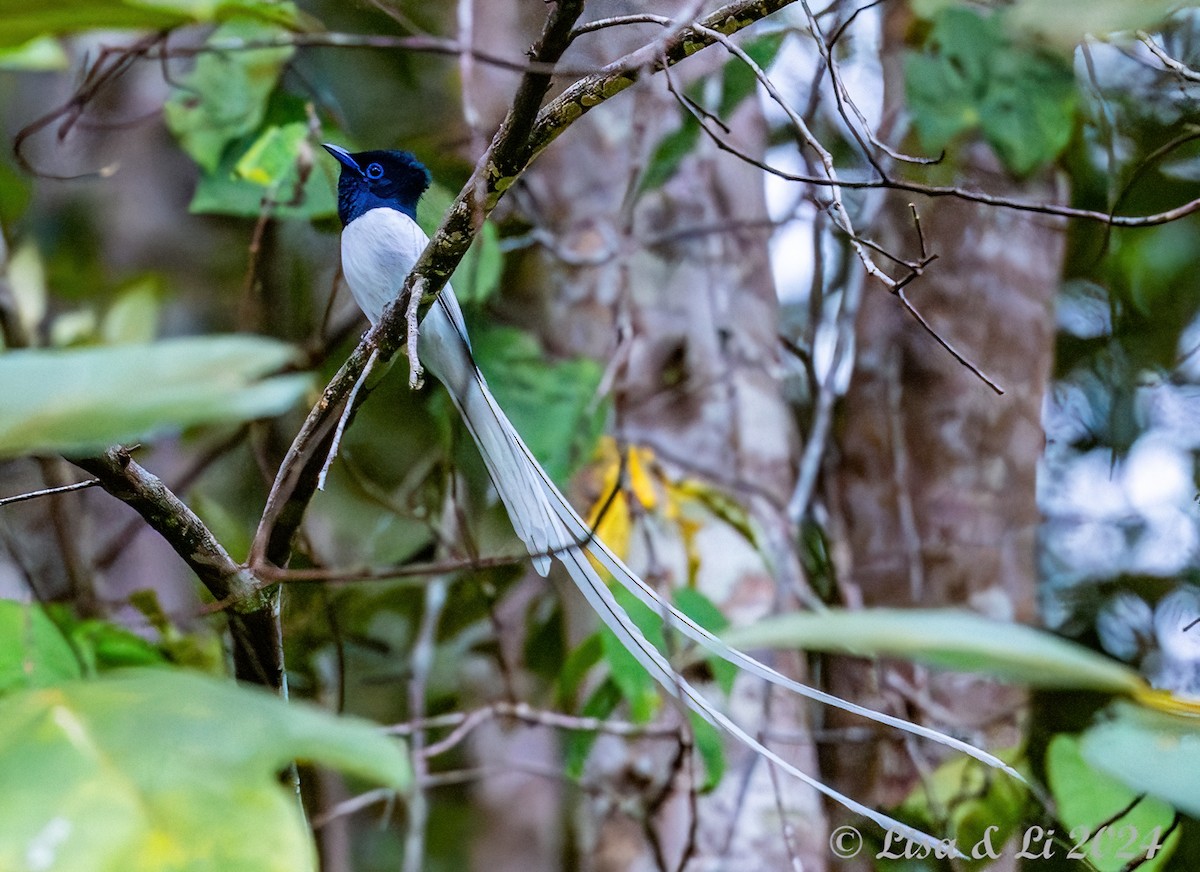 Blyth's Paradise-Flycatcher - ML620440437