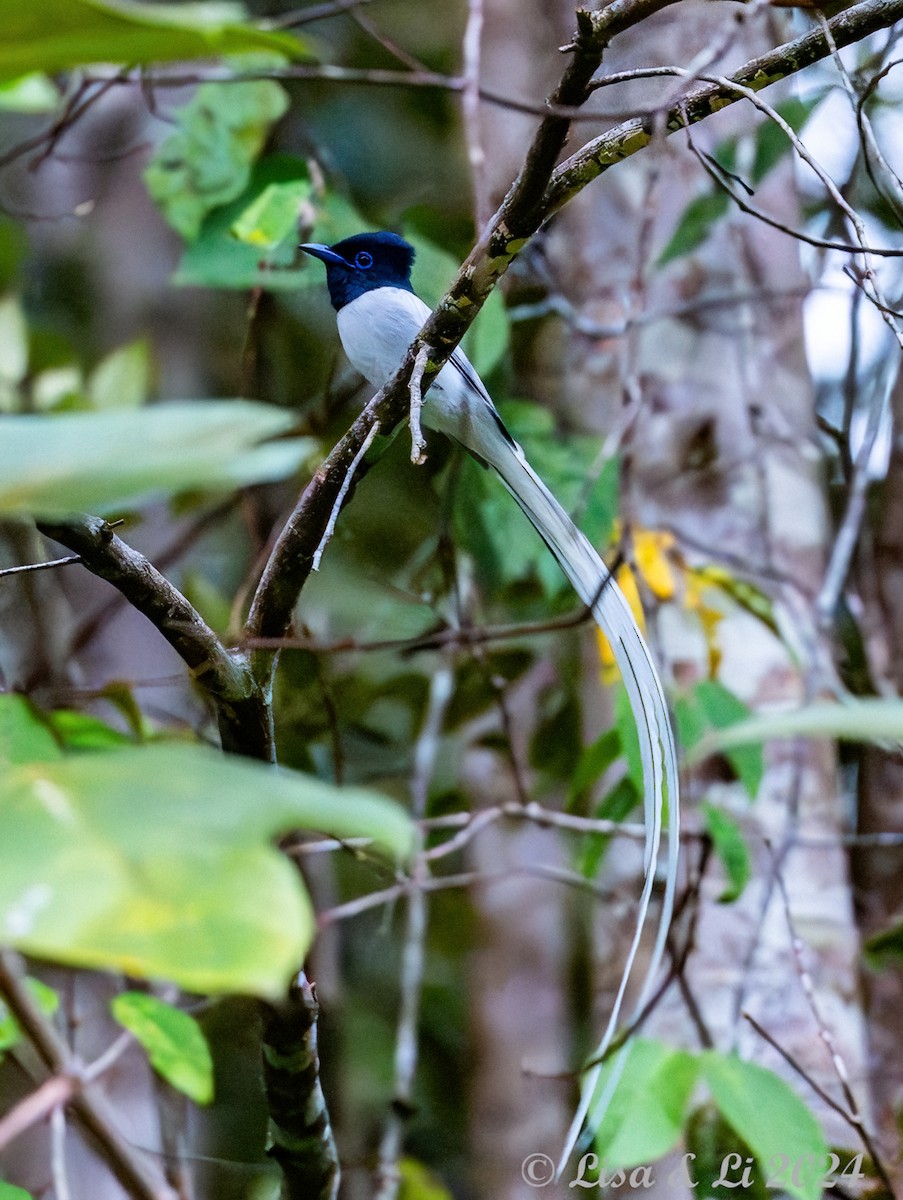 Blyth's Paradise-Flycatcher - ML620440439