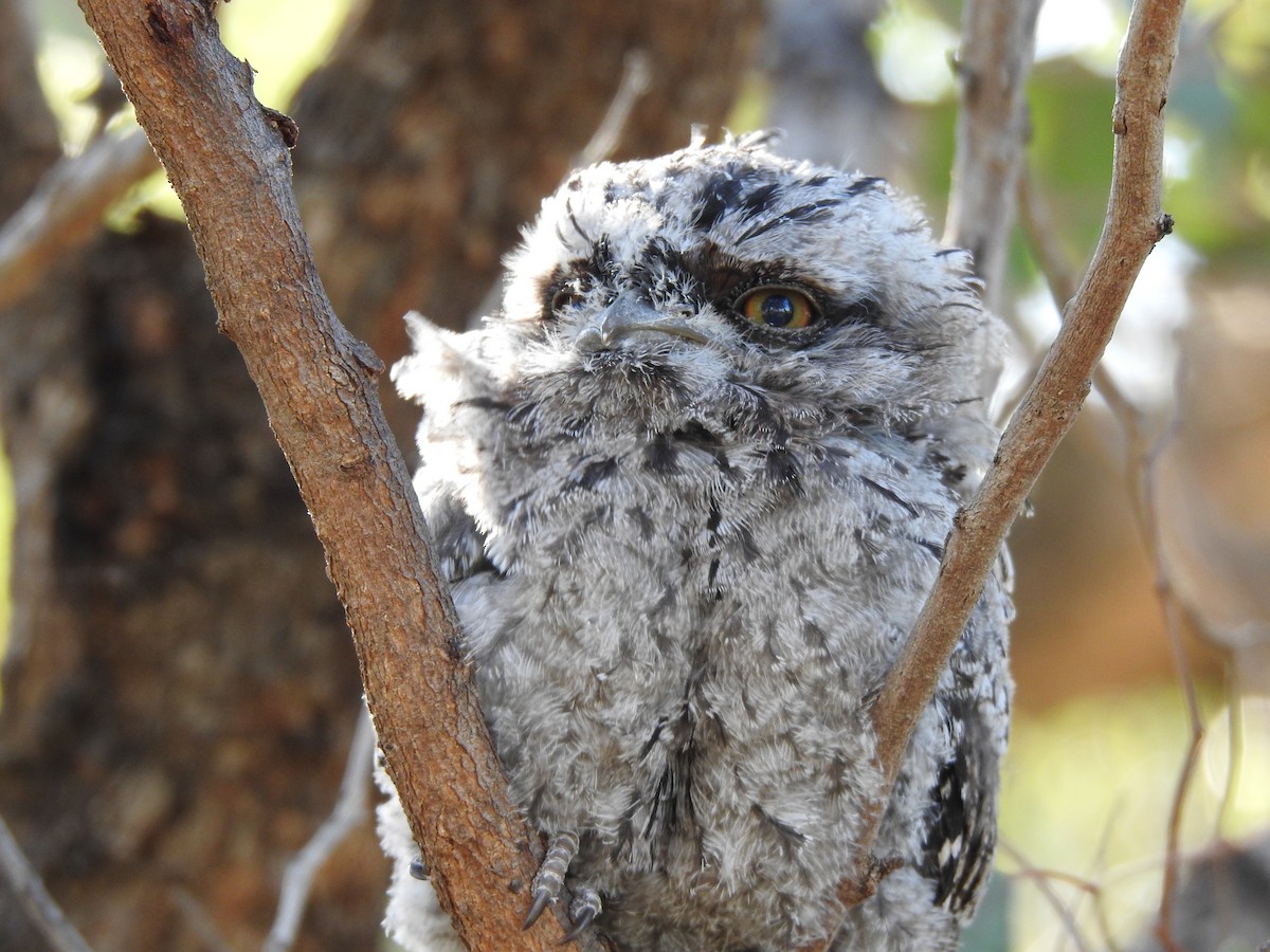 Tawny Frogmouth - ML620440440