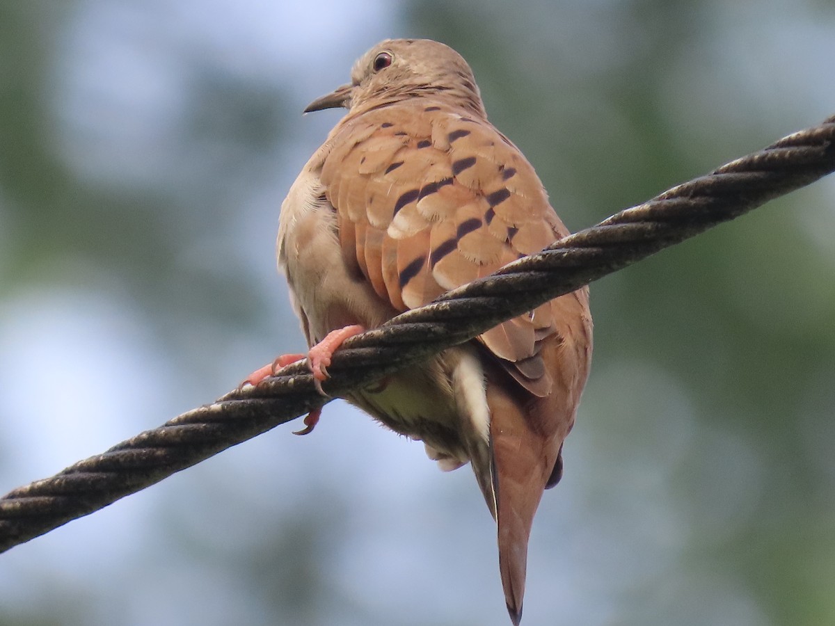 Ruddy Ground Dove - ML620440442