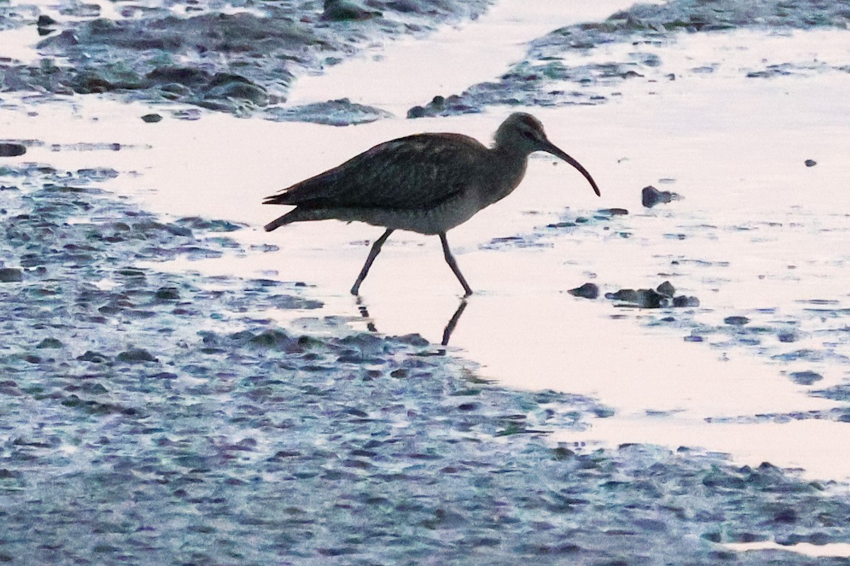 Whimbrel - ML620440445