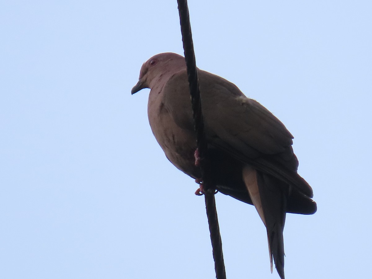 Pigeon à bec noir - ML620440448